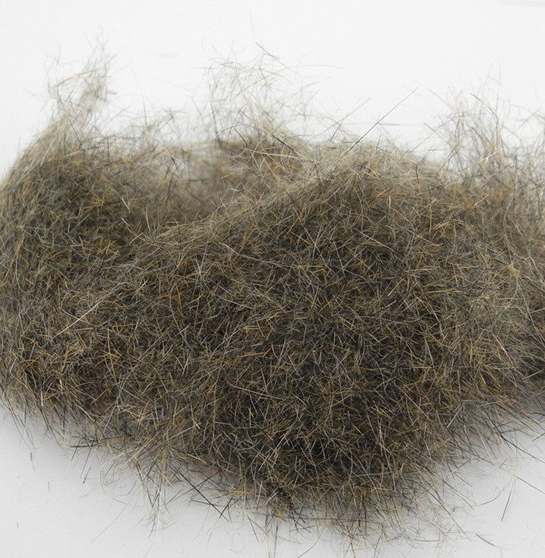 Ecureuil Grey squirrel Wapsi