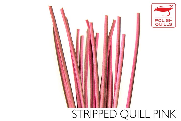 Quill de paon ébarbé Polish quill