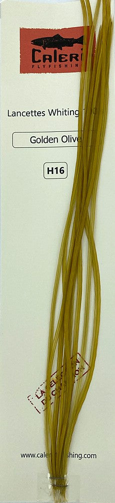 Lancettes Whiting 100'S Golden Olive