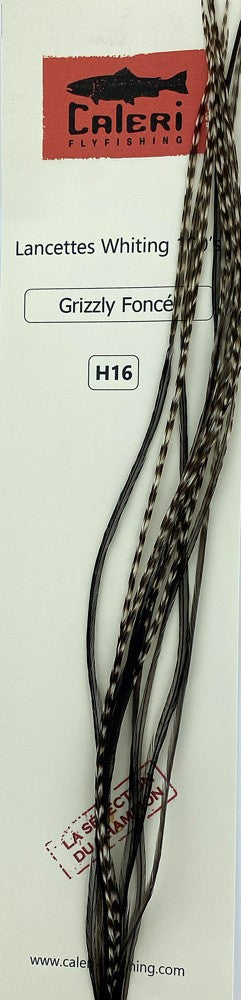 Lancettes Whiting 100'S Grizzly foncé