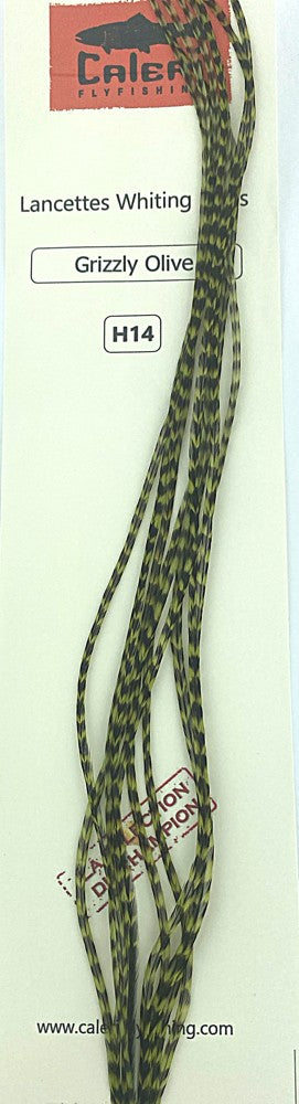 Lancettes Whiting 100'S Grizzly olive