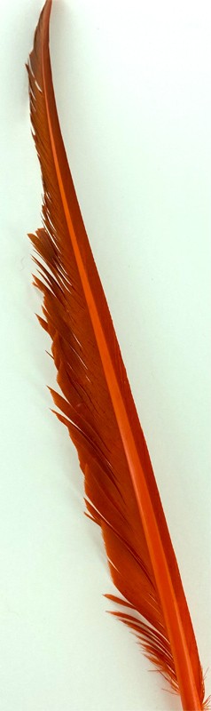 Plumes d'aile de dinde 2 en 1