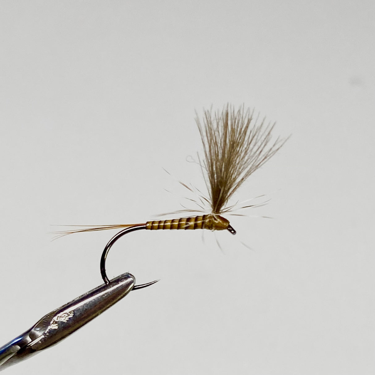 Parachute CDC Ginger