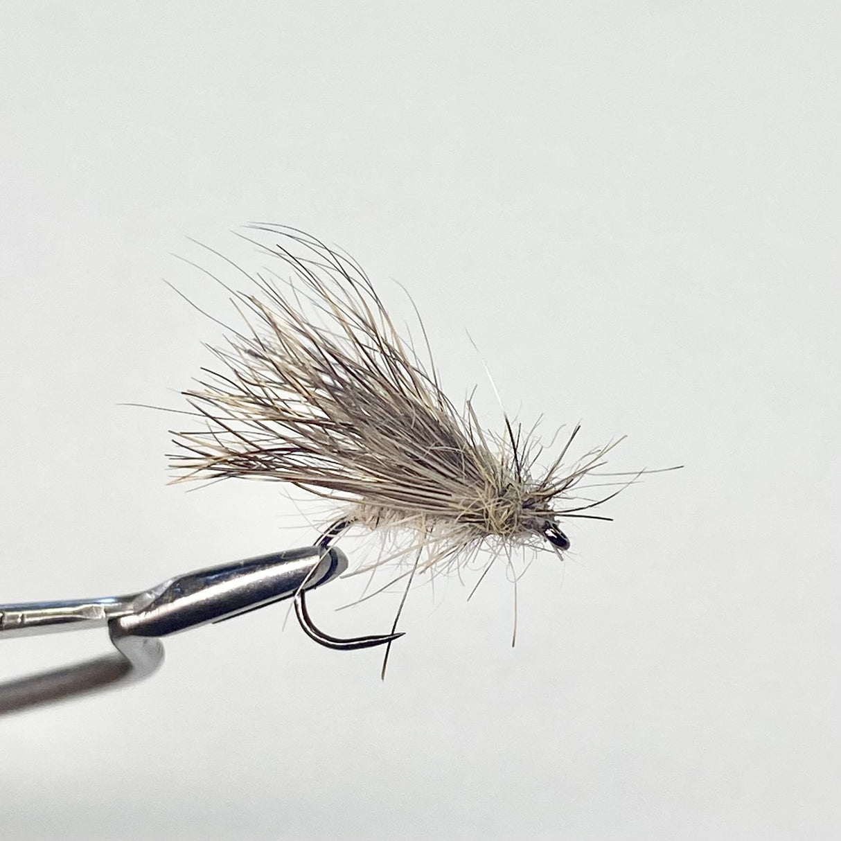 Sedge Oreille de Chevreuil