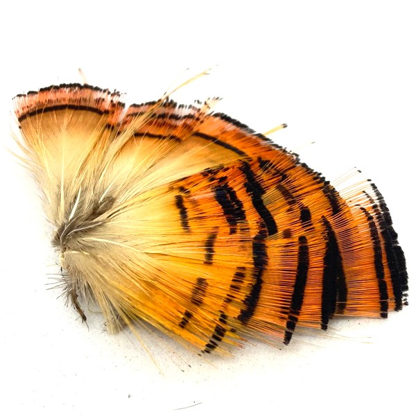 Collier de Faisan - TOF