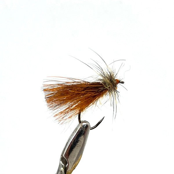 Sedge Oreille de Chevreuil Roux