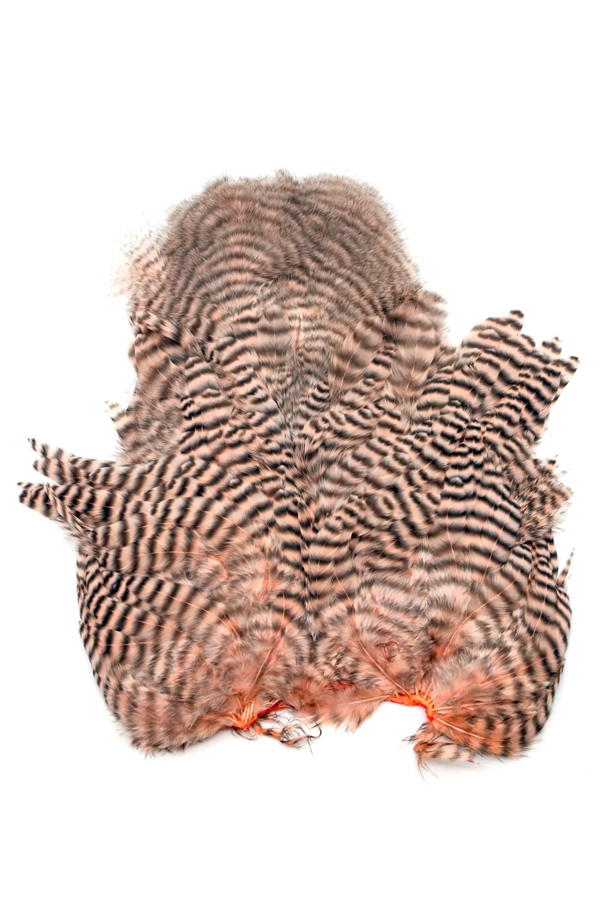 Whiting - Rooster Saddle SH/C