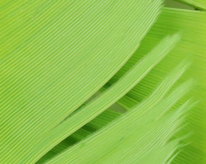 Plume de Dinde Hareline