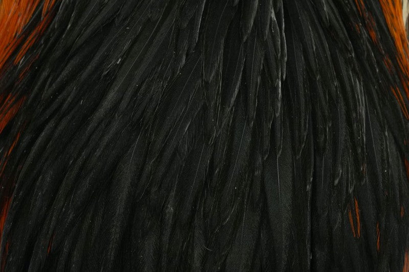 Cou de Poule Whiting Hen Cape