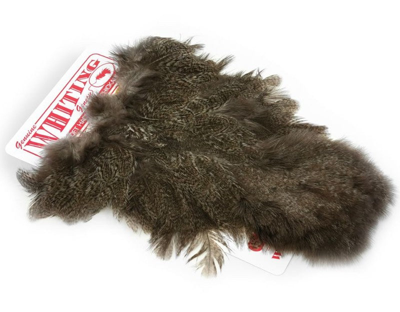 Coq De Leon Hen (poule) SH/C