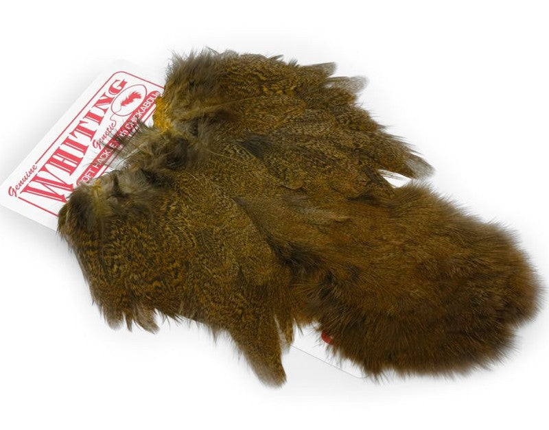 Coq De Leon Hen (poule) SH/C