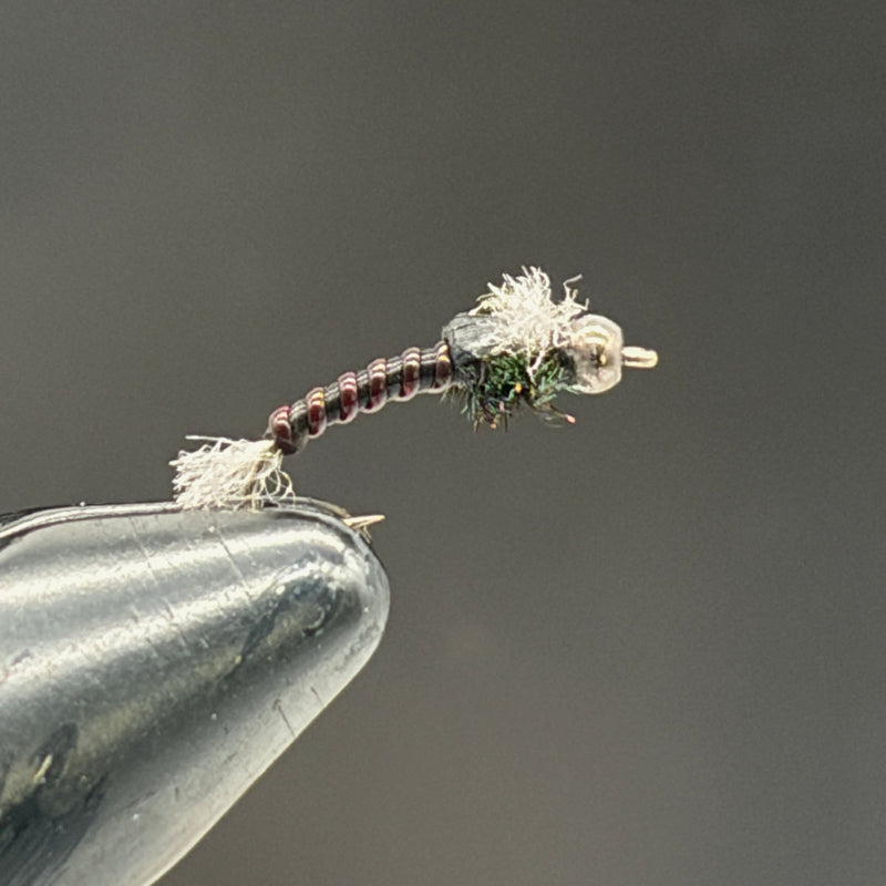 Chironome Lie de vin toupet blanc H14