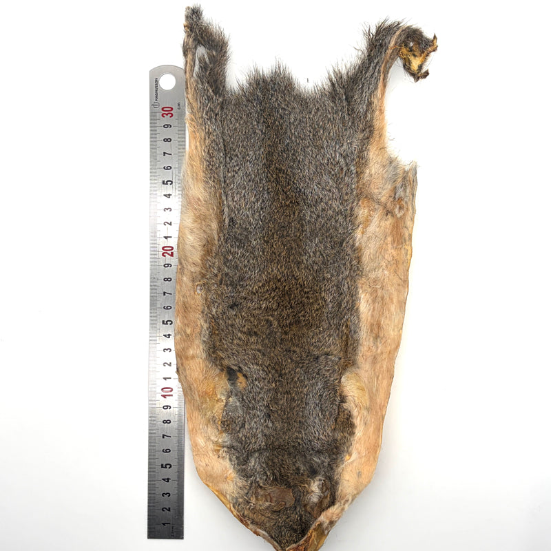 Peau entière d'écureuil - Grey squirrel skin - Veniard