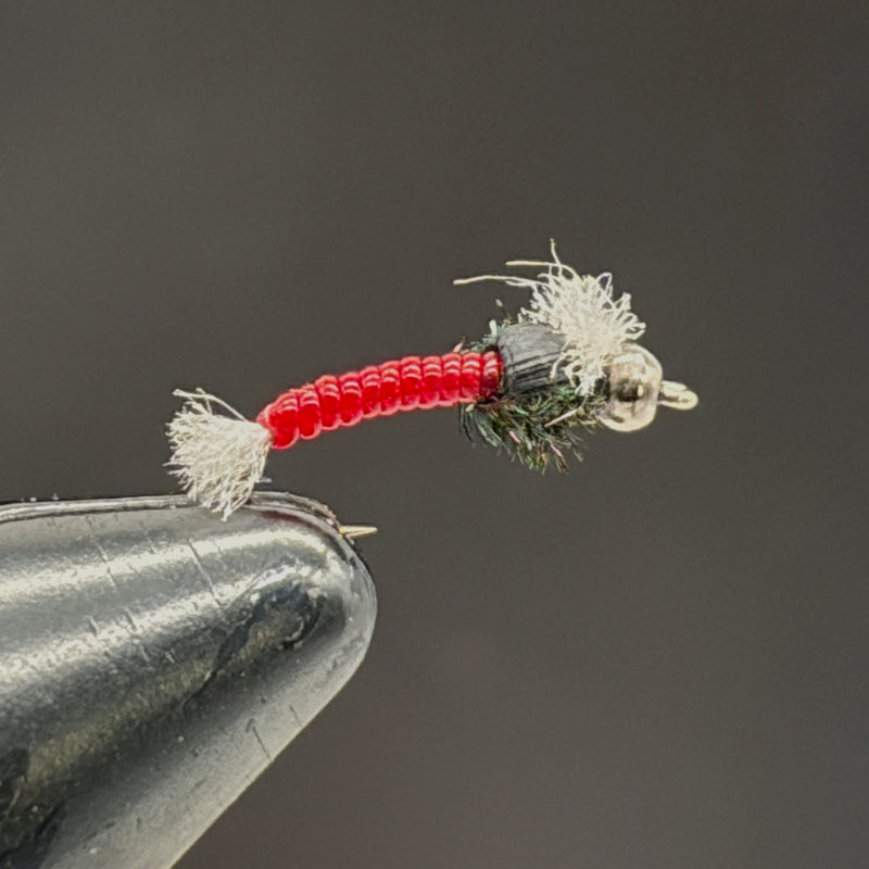 Chironome Rouge toupet blanc H14 (Copie)