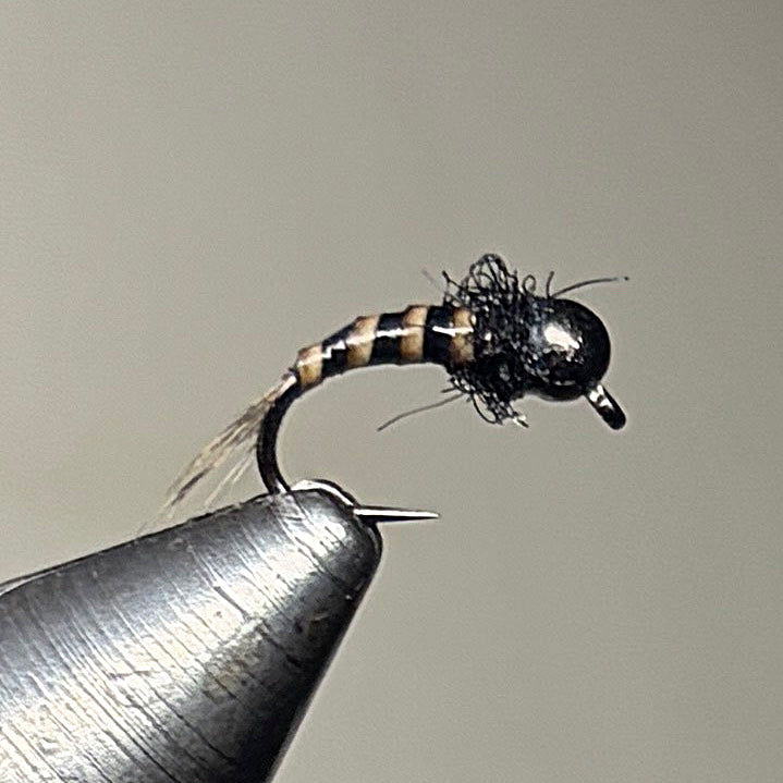 Nymphe Caleri quill noire