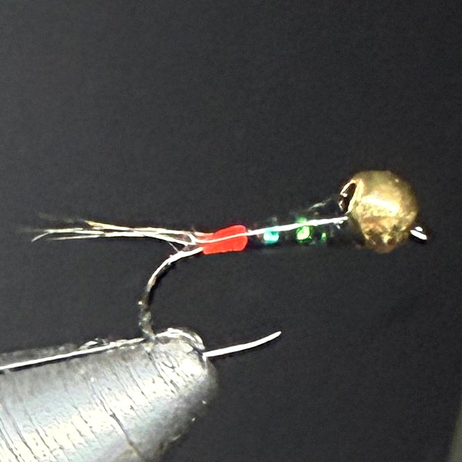 Nymphe tungstène "cul rouge" OR