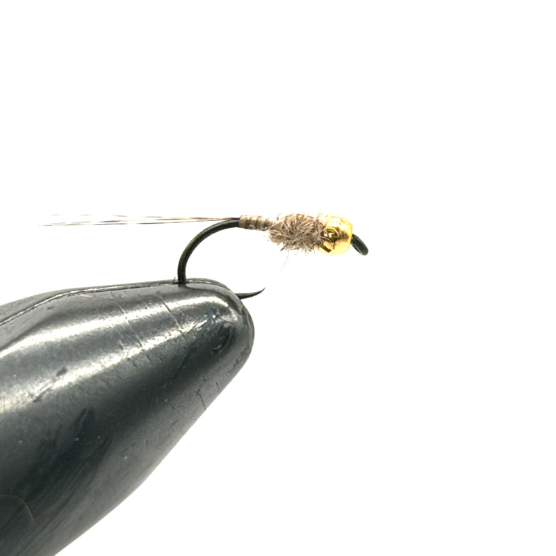 Nymphe Tungstène Sac Alaire Brillant