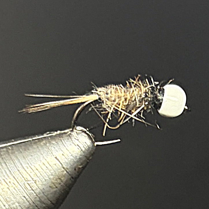 Nymphe tungstene blanche 1