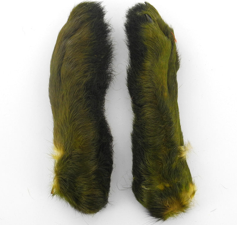 Pattes de lièvre de Patagonie