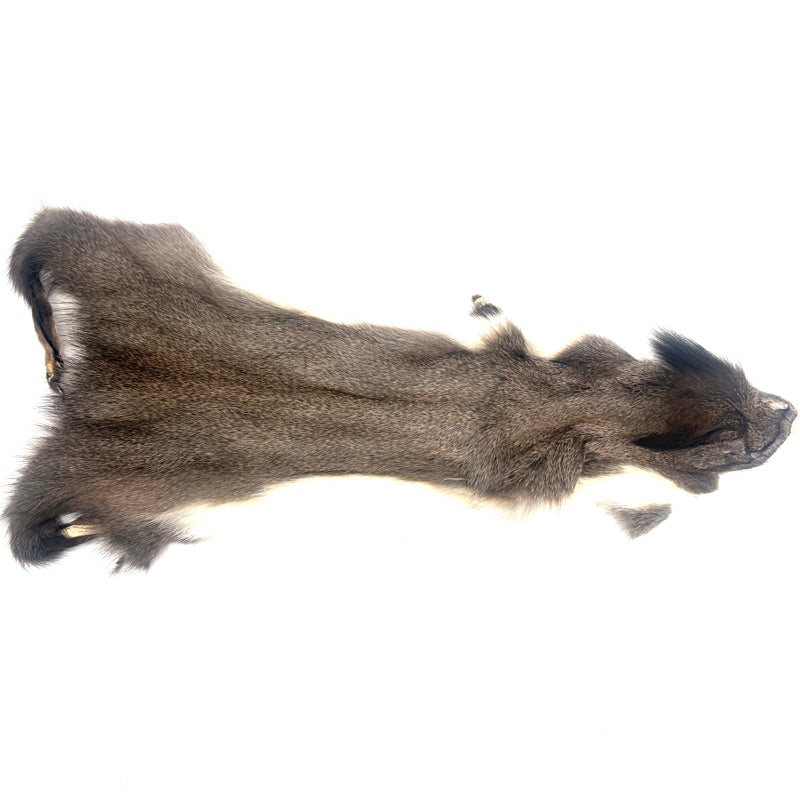Peau entière d'écureuil - Grey squirrel skin - Veniard