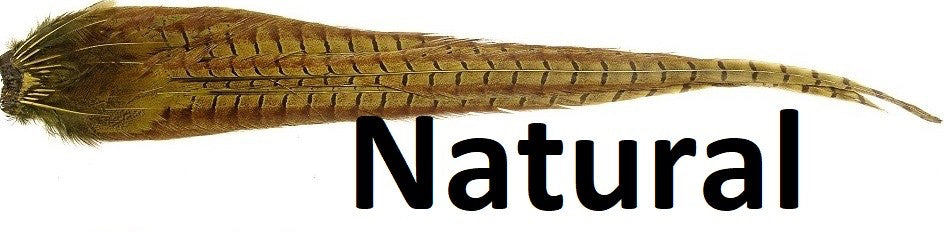 Queue complète de plumes de faisan