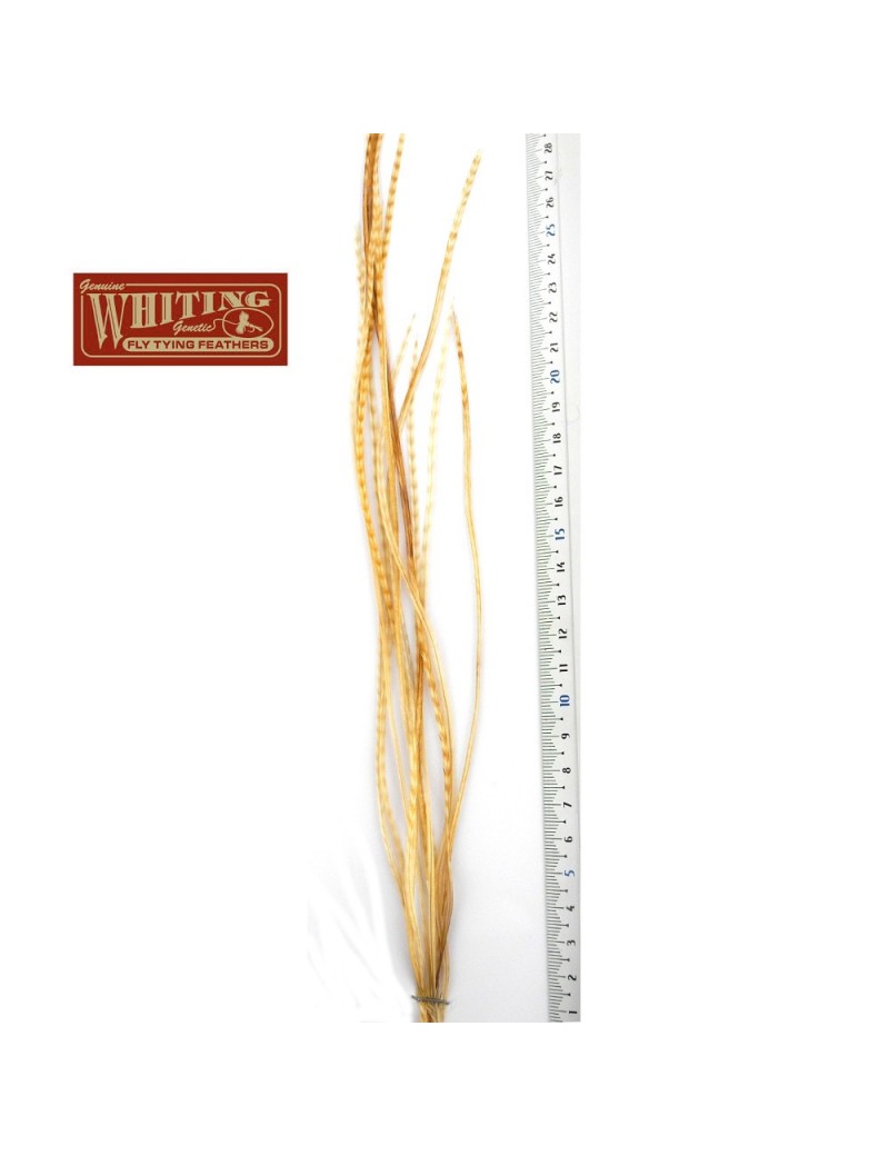  Whiting 100'S grizzly ginger