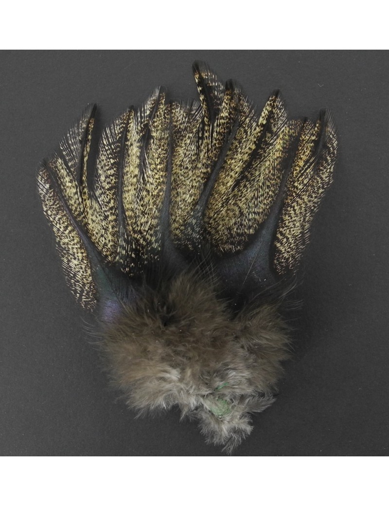 Plumes de coq Pardo Corzuno Plumes de coq Pardo Corzuno