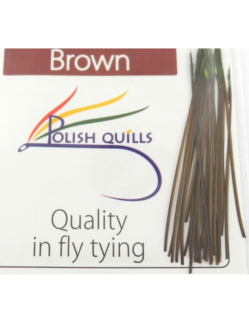 Quill de paon ébarbé Polish quill  Quill de paon ébarbé Polish quill