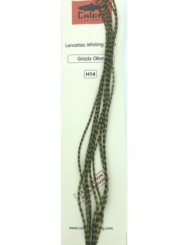 Lancettes Whiting 100'S Grizzly olive