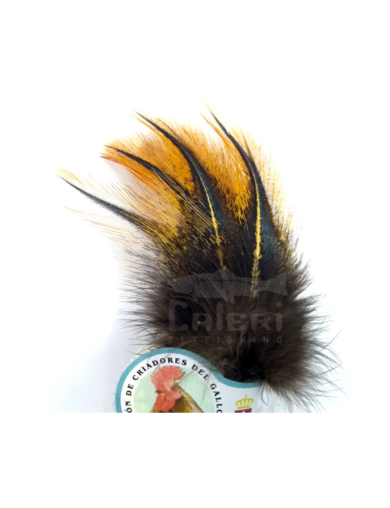 Plumes de Coq Pardo Rubion Plumes de Coq Pardo Rubion