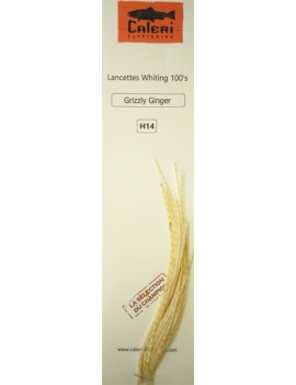Lancettes Whiting 100'S Grizzly Ginger