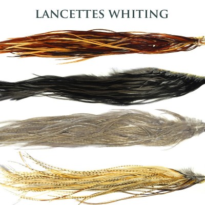 Cous-Lancettes Whiting/Coq Pardo
