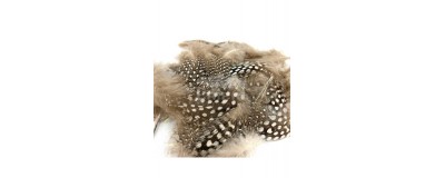 Perdrix / Grouse / Autres