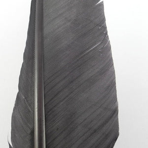 Dinde / Quill / Biot