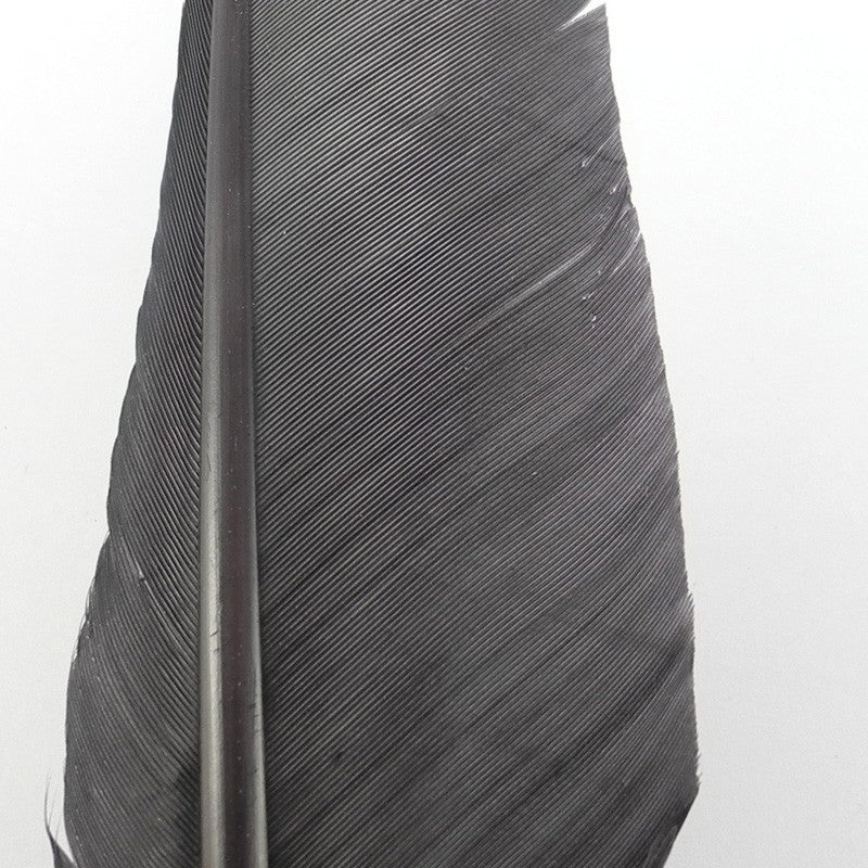 Dinde / Quill / Biot