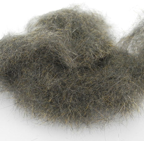 Ecureuil Pine squirrel Wapsi