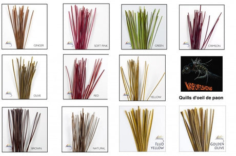 Quill de paon ébarbé Polish quill 