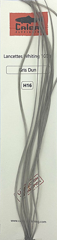 Lancettes Whiting 100'S Gris Dun