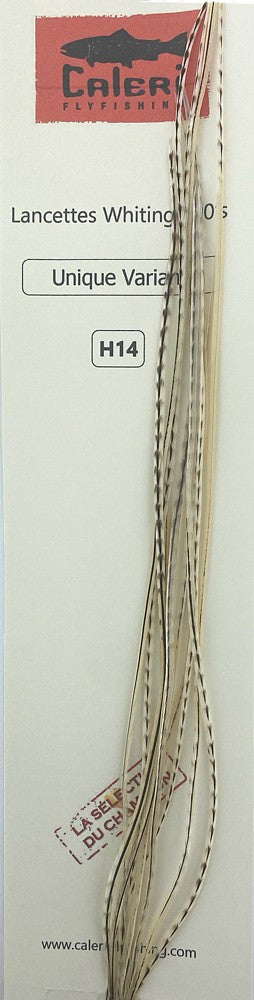 Lancette Whiting 100'S Unique Variant