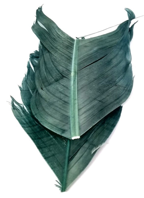 Plume Substitut de Condor