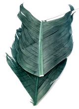 Plume Substitut de Condor