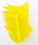 Plume Substitut de Condor