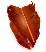 Plume Substitut de Condor