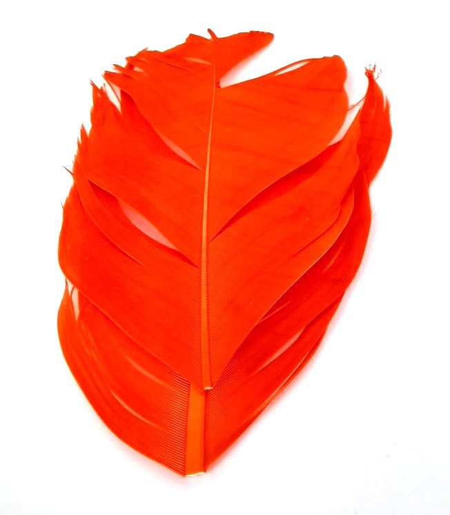 Plume Substitut de Condor