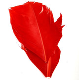 Plume Substitut de Condor