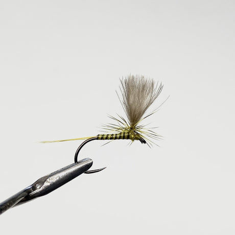 Parachute CDC Golden Olive