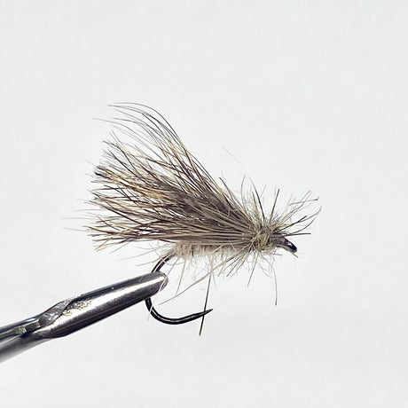 Sedge Oreille de Chevreuil