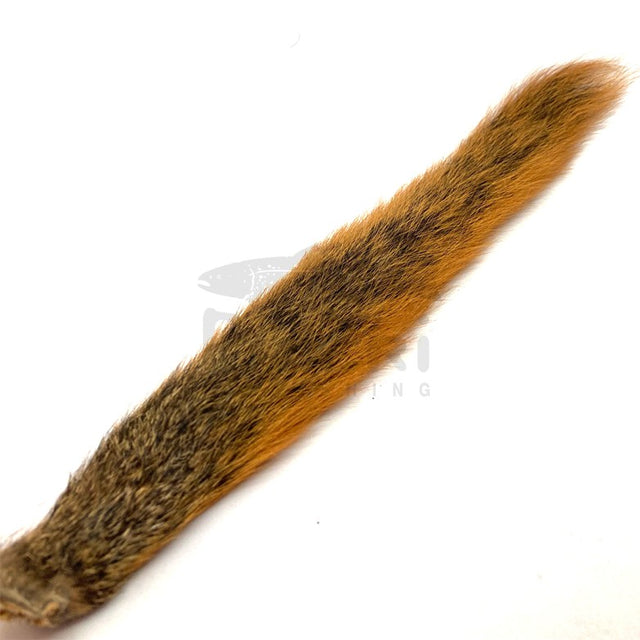 Queue d'écureuil - Fox Tail - Veniard