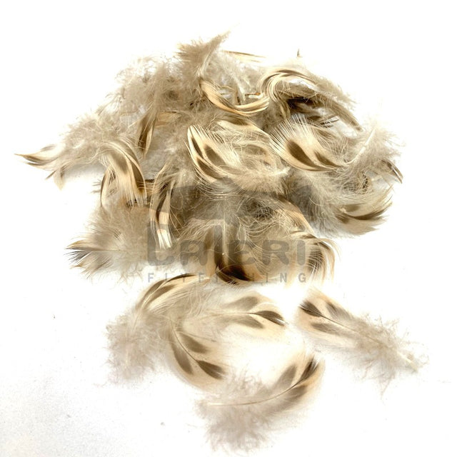 Flanc de Cane "Peute" - Fly Scene