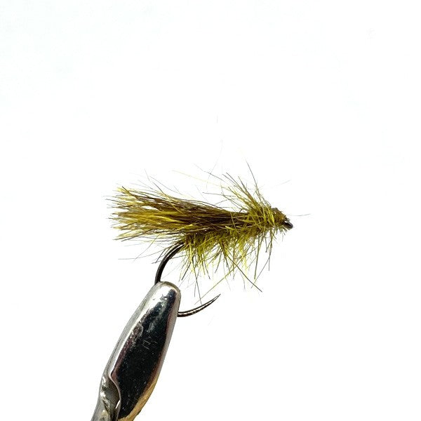 Sedge Oreille de Chevreuil Golden Olive